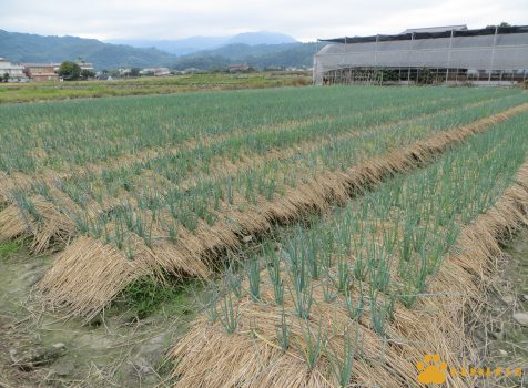 蔥仔寮體驗農場~採蔥.洗蔥.蔥油餅DIY︱國內旅遊︱美食王國